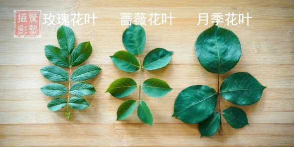 蔷薇紫薇叶子什么区别 花卉的软扦插和硬扦插有什么区别/
