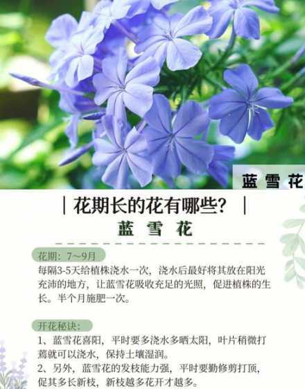 植物的花长在什么地方 花生长在什么地方