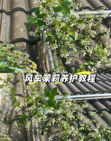 风车茉莉夏天怎么浇水 风车茉莉浇水过多怎么办