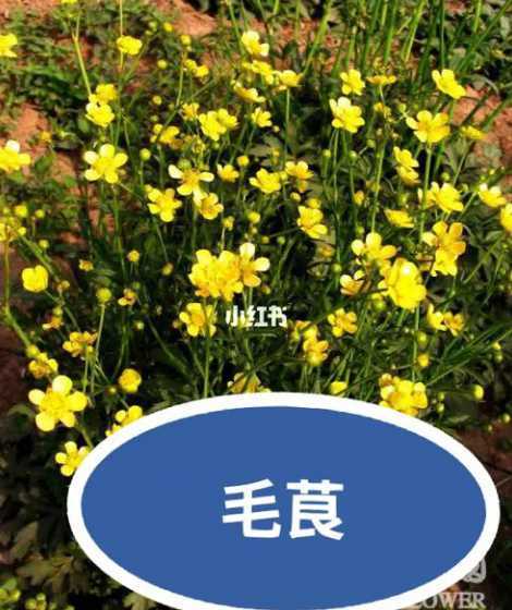 毛茛对土壤有什么要求 花毛茛开花后怎么养护