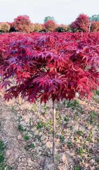 红枫树适合什么季节种 红枫树适合种在哪里