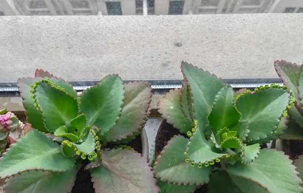 落地生根开花代表什么 落地生根开花有寓意吗