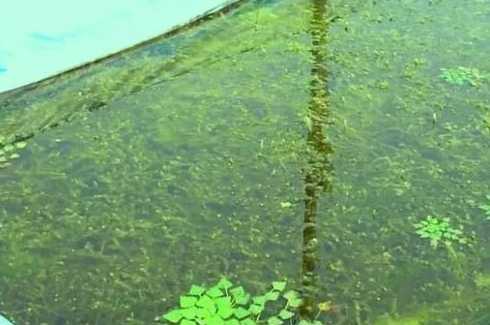 沉水植物如何养护管理 沉水植物最小水深要求