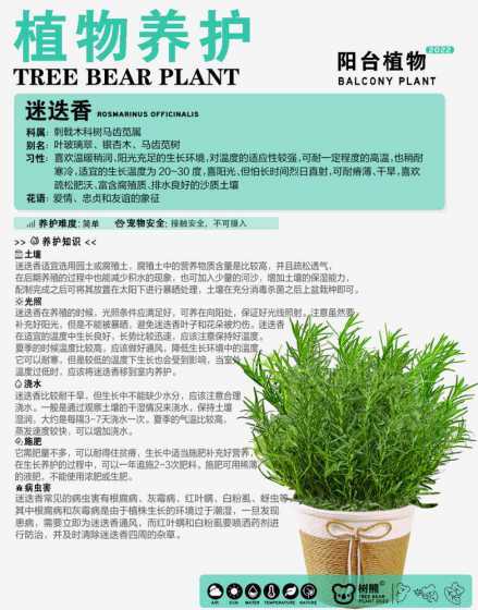 迷迭香冬天室内怎么养 迷迭香冬天怎么养护