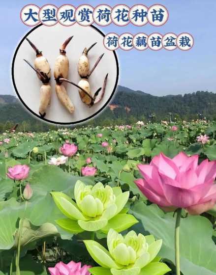 莲花和莲藕寓意是什么 莲藕象征着什么意义