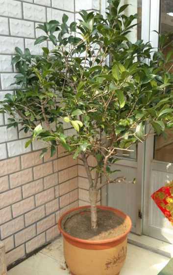 北方室内是怎么种桂花 北方室内桂花养殖方法