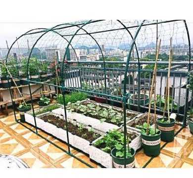 阳台棚架种什么植物好 现在阳台种什么藤蔓植物遮阳好