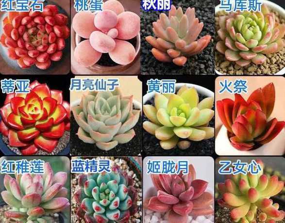 秋季移栽多肉注意什么 多肉植物什么季节移栽比较好