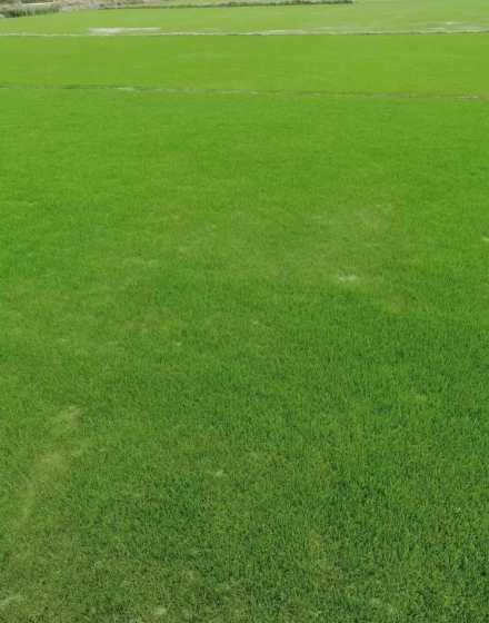 马尼拉混播什么草种好 马尼拉草皮和百慕大草皮哪个更好