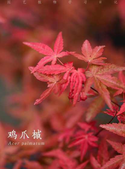 鸡爪槭是什么科的植物 鸡爪槭的属性是什么