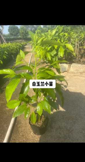玉兰树树苗多少钱一棵 玉兰花树苗如何栽种
