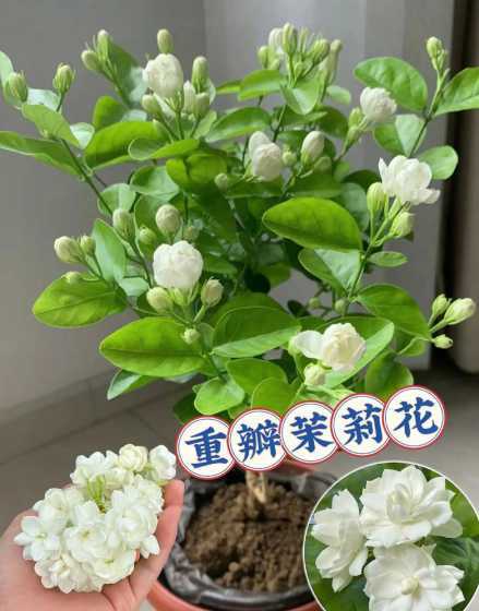 白色花朵的盆栽是什么 白色花盆适合种什么花
