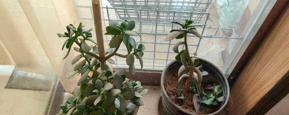 什么品种的玉树不开花 家里养了一棵十几年的玉树,从未开过花是怎么回事