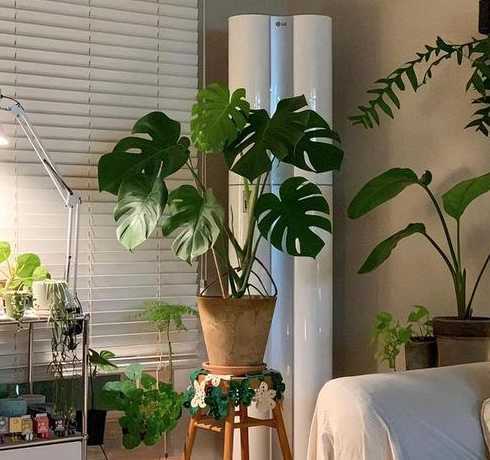 卧室放适合放什么植物 卧室适合养什么植物