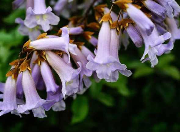 泡桐的花什么时候落实 梧桐花和泡桐花的区别