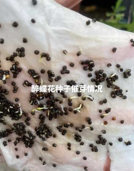 熏衣草的种子怎么播种 薰衣草怎么种