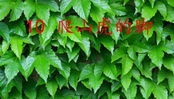 爬山虎为什么不能种植 爬山虎怎么种植啊
