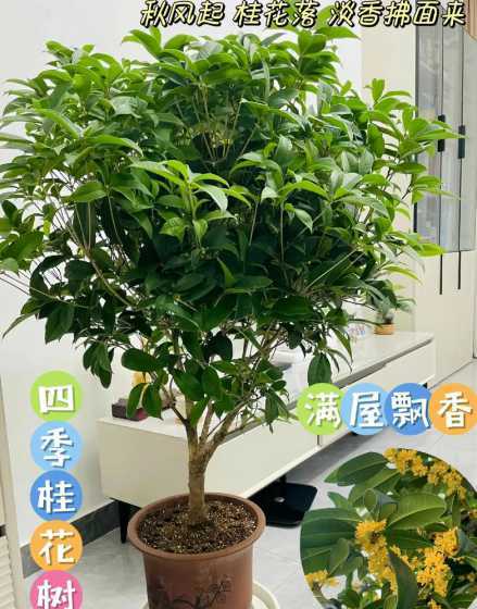 月桂怎么养才月月开花 月桂怎么养才月月开花 月桂如何养才月月开花