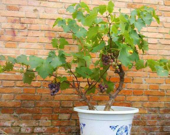 盆栽葡萄什么时候出土 盆栽葡萄如何换土