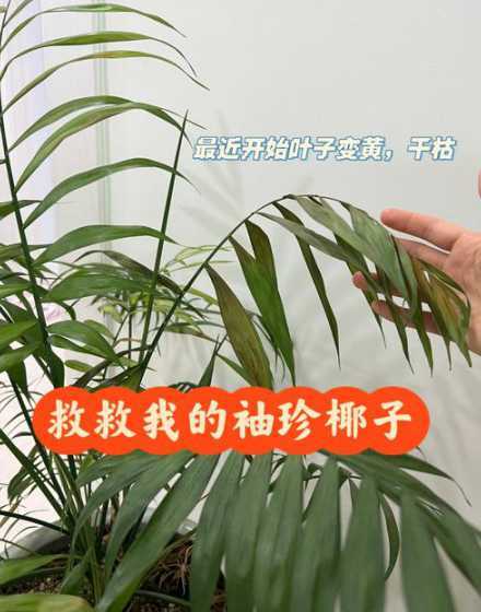 袖珍椰子怎么繁殖方法 袖珍椰子的繁殖方法