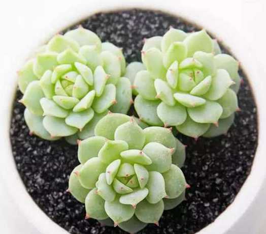 静夜多肉植物怎么养植 静夜多肉怎么养