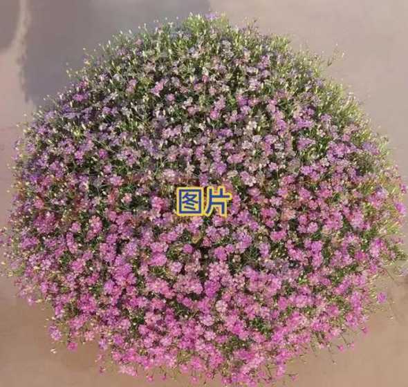 满天星的种子怎么收集 满天星开花后结的种子在哪里