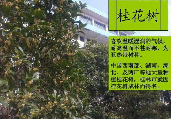 桂花树什么时候种植好 桂花什么时候种植最佳
