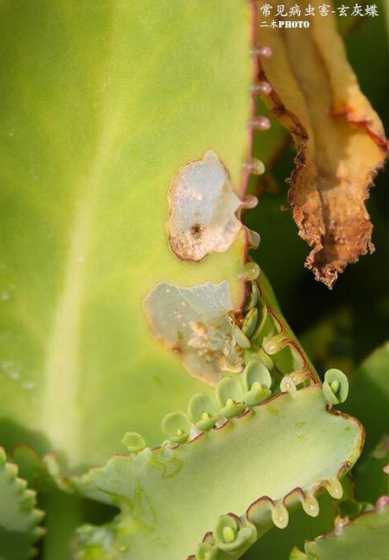 多肉植物为什么虫害少 网购买的多肉植物为何很难养活