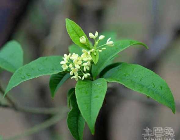 月桂花语为什么是古惑 为什么月桂花的花语中有恐怖这个词