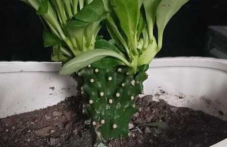 麒麟掌刚种上怎么浇水 麒麟掌怎么浇水
