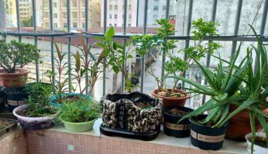 盆花冬天什么时候入室 为什么秋季盆花要适时入室