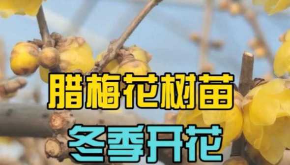 腊梅树苗什么时候开花 腊梅苗几年开花