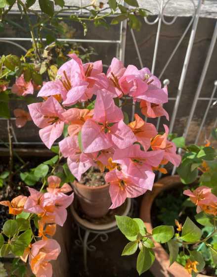 花草夏天温度多少可以活 夏天高温天热的幽默说说心情通用