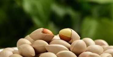 白果什么种子是白色的 白果是什么种子图片