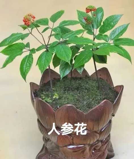 人参盆栽怎么养殖方法 人参怎么种 盆栽人参的种植方法图解