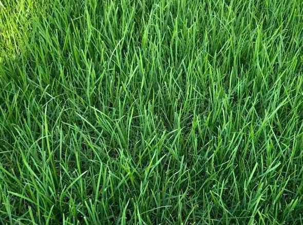 进口果岭草种多少一斤 果岭草基地上一般都是什么果岭草品种。