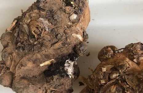 马蹄莲种球为什么会烂 我种的马蹄莲为什么长的还好,枝干为什么软软的竖不起来