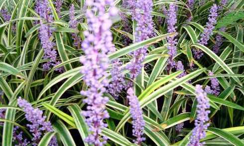 玉龙草的花是什么样的 广西种什么花好