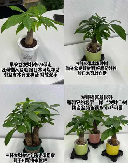 发财树为什么往一边长 发财树为什么只长一根往上长