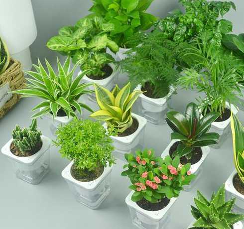 什么盆栽可以在寝室养 宿舍里养什么花好