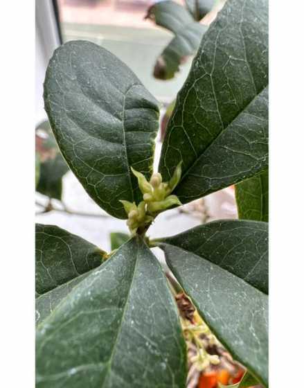 冬季桂花冬季怎么养殖 冬季栽培桂花怎么养护 冬季桂花的养殖方法