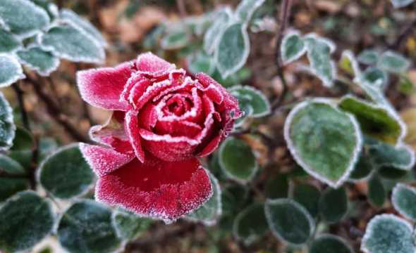 月季花为什么长在冬天 月季花冬天在室内可以v开花吗