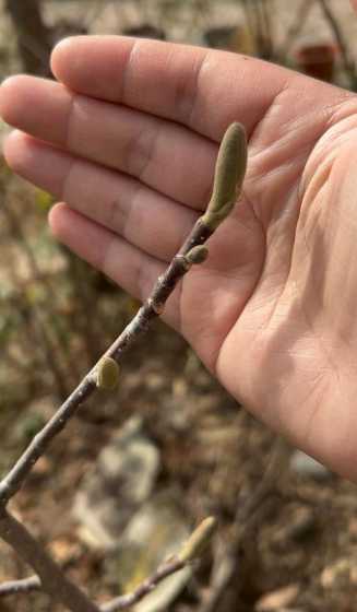 为什么六年玉兰不开花 玉兰不开花的原因和方法