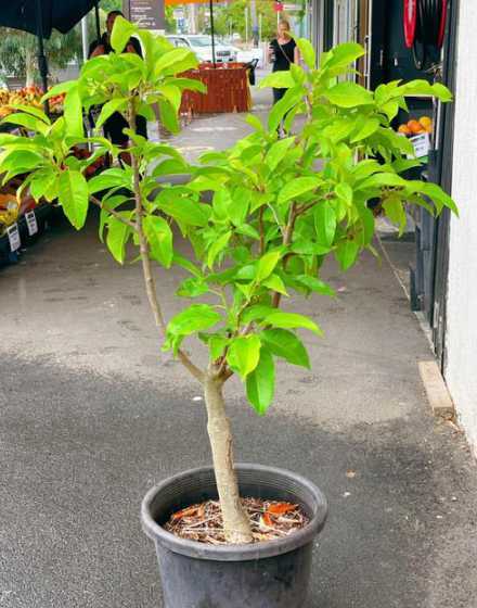 白兰花什么季节修剪好 白兰花几月份修剪好