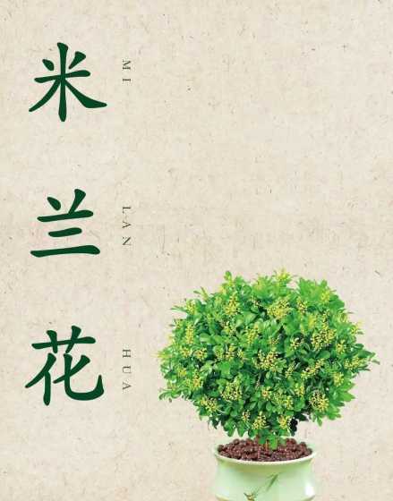 米兰花为什么要叫米兰 米兰花为什么叫米兰花