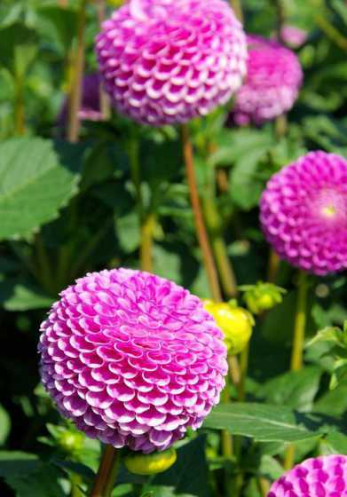 大丽花是什么季节的花 大丽花是芍菊花吗芍菊几月开花呢 
