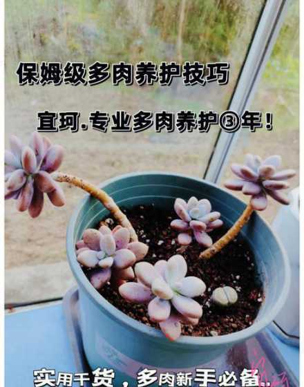 多肉植物冬天怎么浇水 冬天多肉怎么浇水