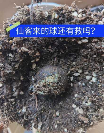 仙客来小种球怎么种植 仙客来老球需要重新栽种吗老球后应该怎么办