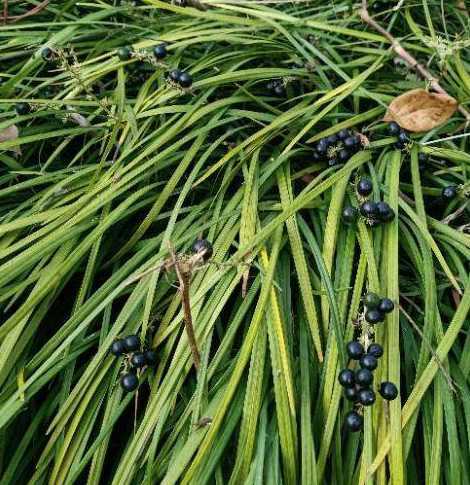 麦冬的种子有什么用途 麦冬的种子是什么样的