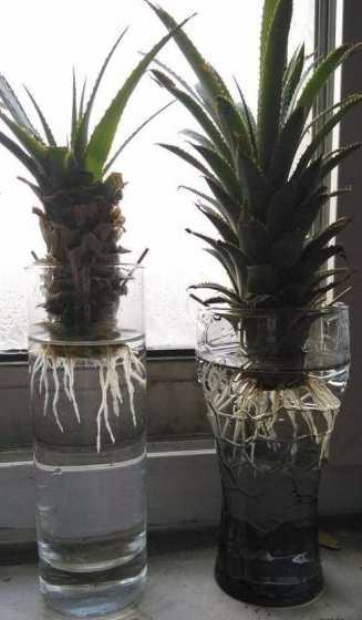 菠萝盆栽怎么水培生根 水培菠萝怎么养护